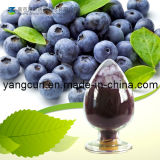 Bilberry Extract 84082-34-8