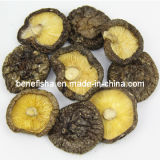 Dried Mushroom-Black Surface (Middle thick)