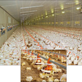 Full Set Automatic Poultry Farming Equipment for Broiler