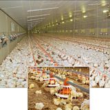 Full Set Automatic Poultry Farming Equipment for Broiler