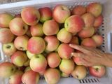 Shannxi Gala Apple
