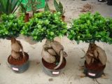 Ficus Microcarpa -Ginseng