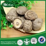 Factory Supply High Quality Organic Dried Shiitake Mushroom