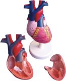 Human Heart Model-Mh07001
