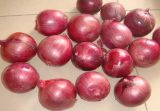 New Crop Fresh Yellow Onion (5-8CM)