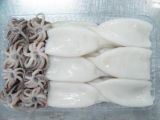 Frozen Squid Tube and Tentalce