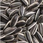 New Crop Sunflower Seeds for Exporting