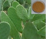 Herbal Extract Hoodia Cactus Extract CAS No.: 532-32-1