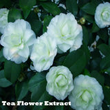 High Purity Tea Flower Extract for Medicine