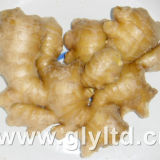 High Quality with Competitive Price/New Crop Ginger