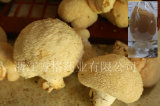 Edible and Medicine Fungi, Hericium Erinaceus Extract, Lion's Mane Polysaccharide