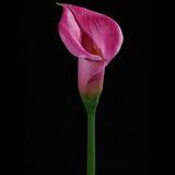 PU Calla Flower (CA-020S2-19S)