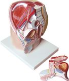Model of Male Pelvis-Mh09012