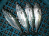 Indian Mackerel Fish for Sale