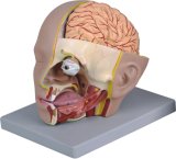 Human Head with Brain-Mh03008