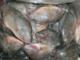 Frozen Fish Black Tilapia Wholesale Price, Seafood Tilapia Fish Companies