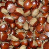 Fresh New Crop Tasty Chestnut