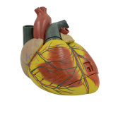 3 Times Enlarged Human Heart Model
