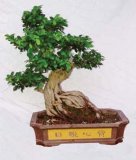 Ficus Microcarpa Bonsai -02