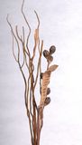 Dried Flower (BT084010)