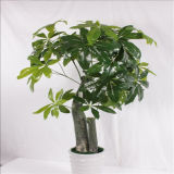 Hot Sale Artificial Pachira Macrocarpa Bonsai Tree (ISO9001)