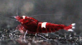 Wine Red Stripe - Crystal Red Shrimp