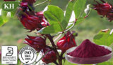 100% Natural Roselle Extract: 5: 1; 10: 1; Polyphenols 50%;