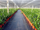 Agriculture Anti-Insect Netting