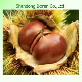 Supplying The Best Chestnut to Other Country