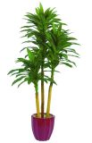 Artificial Plants and Flowers of Dracaena 177lvs