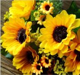 7 Good Quality and Beautiful Fork Holland Sunflowers
