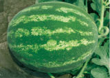 Watermelon (00000003)
