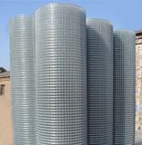 Electro Galvanized Welded Wire Mesh