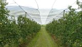 100% Pure HDPE Anti Hail Net