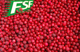 IQF Lingonberry