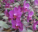 Phalaenopsis (Orchid) (A61)