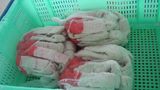 Sausage Casing