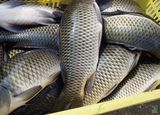 Frozen Carp Fish
