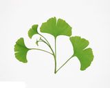 Gingko Biloba Leaves (Powder)