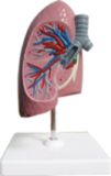 Dissection Model of Bronchus in Right Lung-Mh07031.04