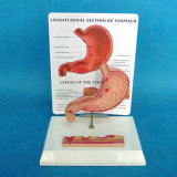 Medical Teaching Human Anatomical Model (R100208)
