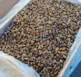 Bulk Supplier of Organic Food Pine Nut in Shell