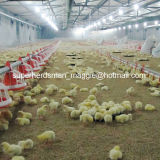 High Quality Automatic Poultry Equipment for Broiler