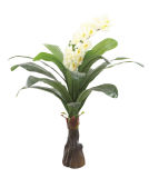 0019 Single Stem Orchid Tree ----SGS Standard