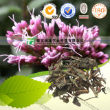 Natural Herbal Medicine Raw Material Herba Eupatorii