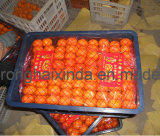 Fresh Mandarin (3.0cm-6.0cm)