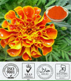 Naturally Marigold Flowers Extract Lutein/ Marigold Extract