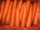 SGS/Good Delicious/New Crop Fresh Carrot