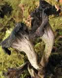 Dried Black Trumpt Mushroom