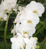 Orchid Phalaenopsis (18-002)